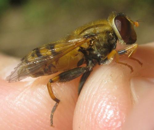Réf. 304 423 : Parhelophilus frutetorum